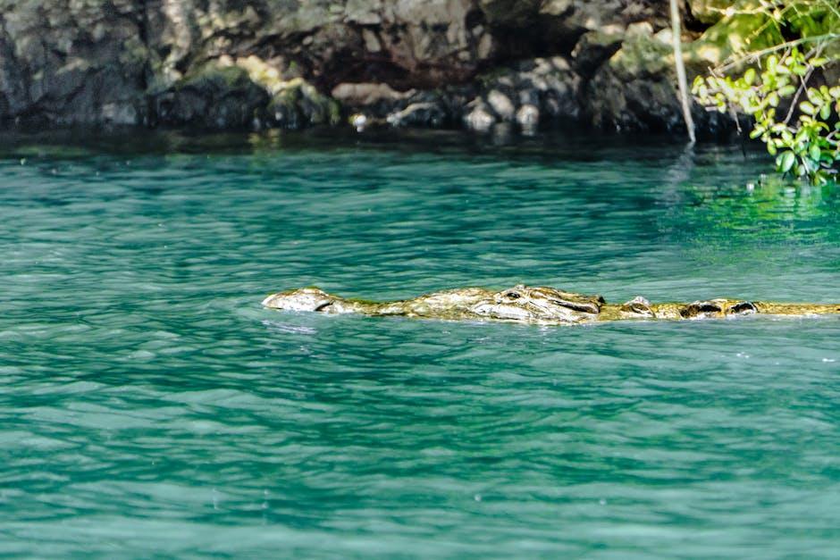 750-Pound Alligator