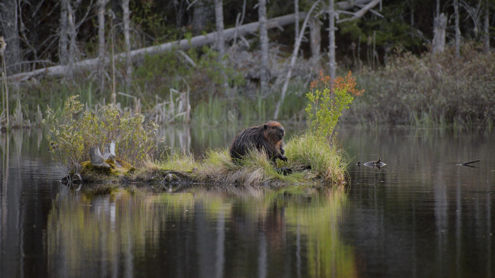 Beyond the Build: Maximizing Efficiency with Beaver Builder’s Ecosystem