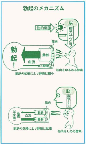 自然にインポテンスを改善するための秘訣