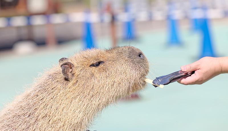 自然とのふれあいがもつ力