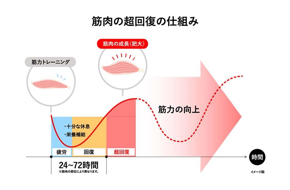 画期的な筋肉超回復プロセスの理解