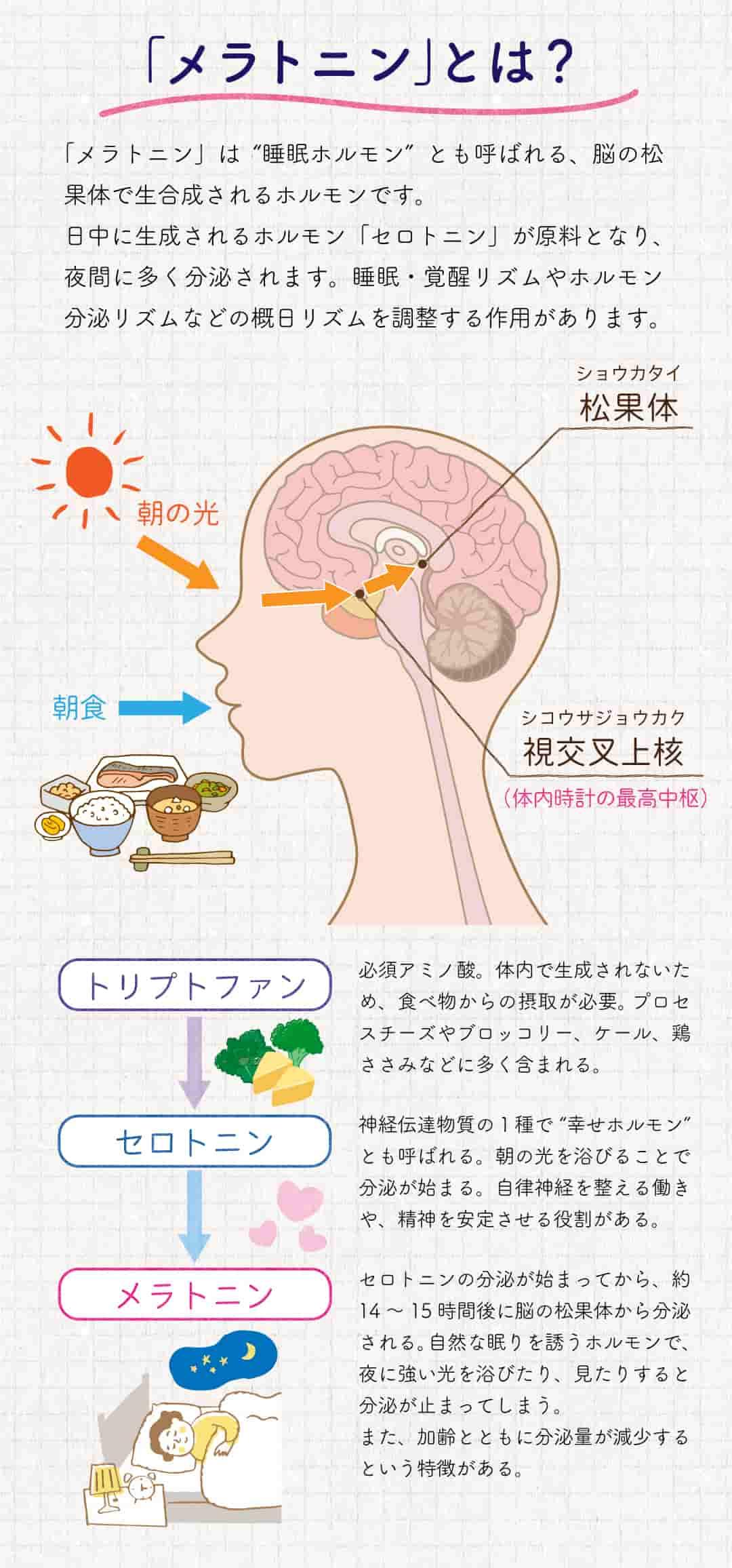 メラトニンの作用と育毛効果の関係