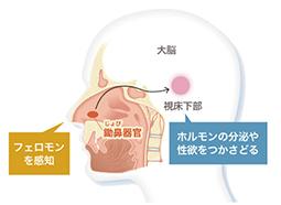 フェロモン分泌を促進する食事と栄養の見直し